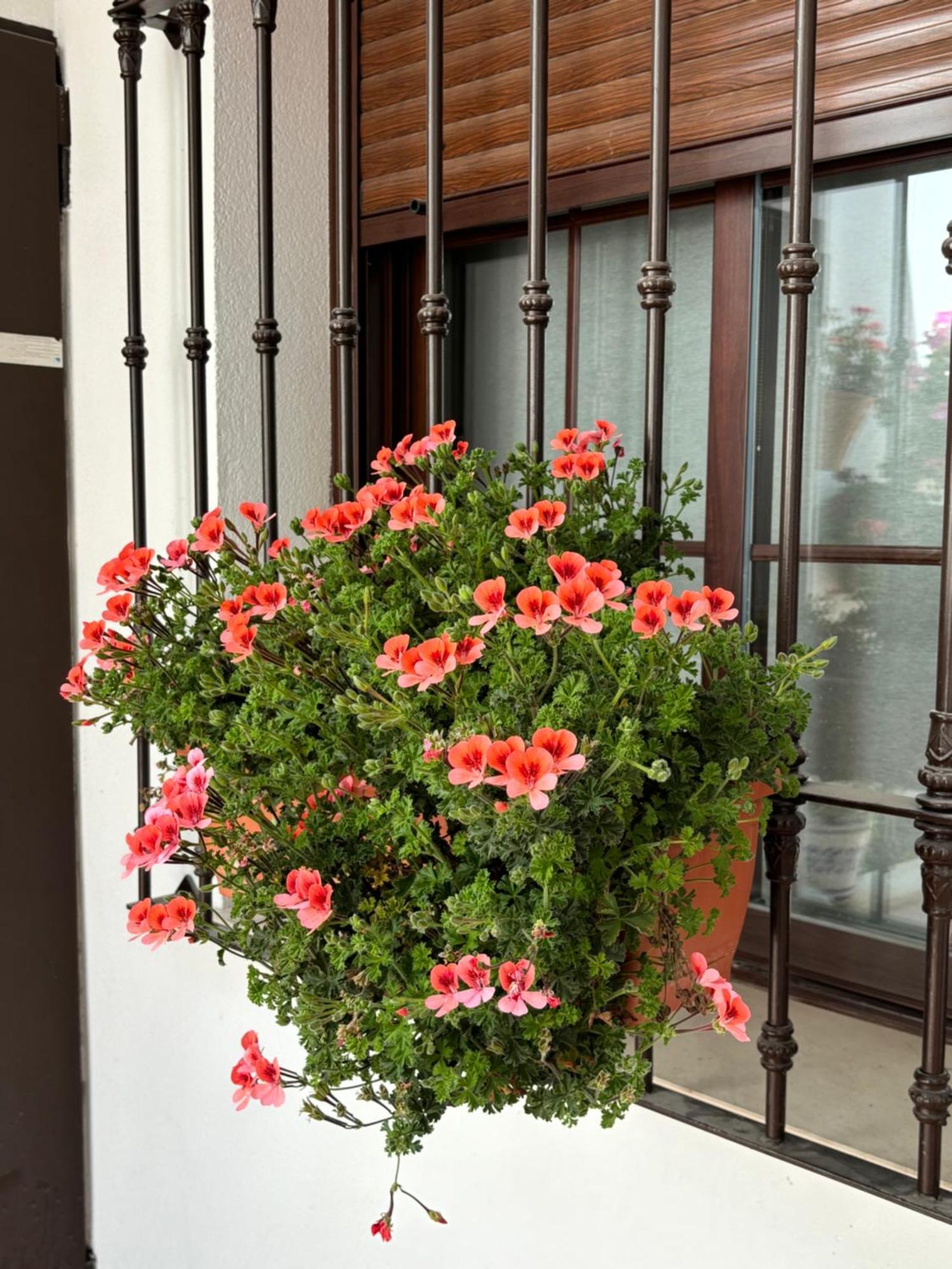 Flores De Mayo En Centro Córdoba Exteriör bild